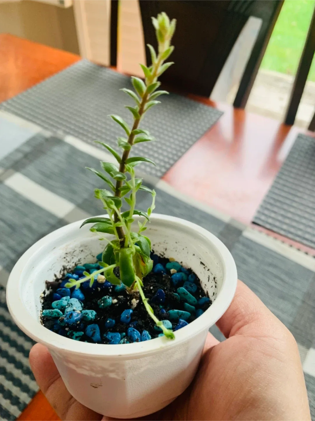 Succulent Plant - Sempervivum (Chicks and Hens) image indicator(4)