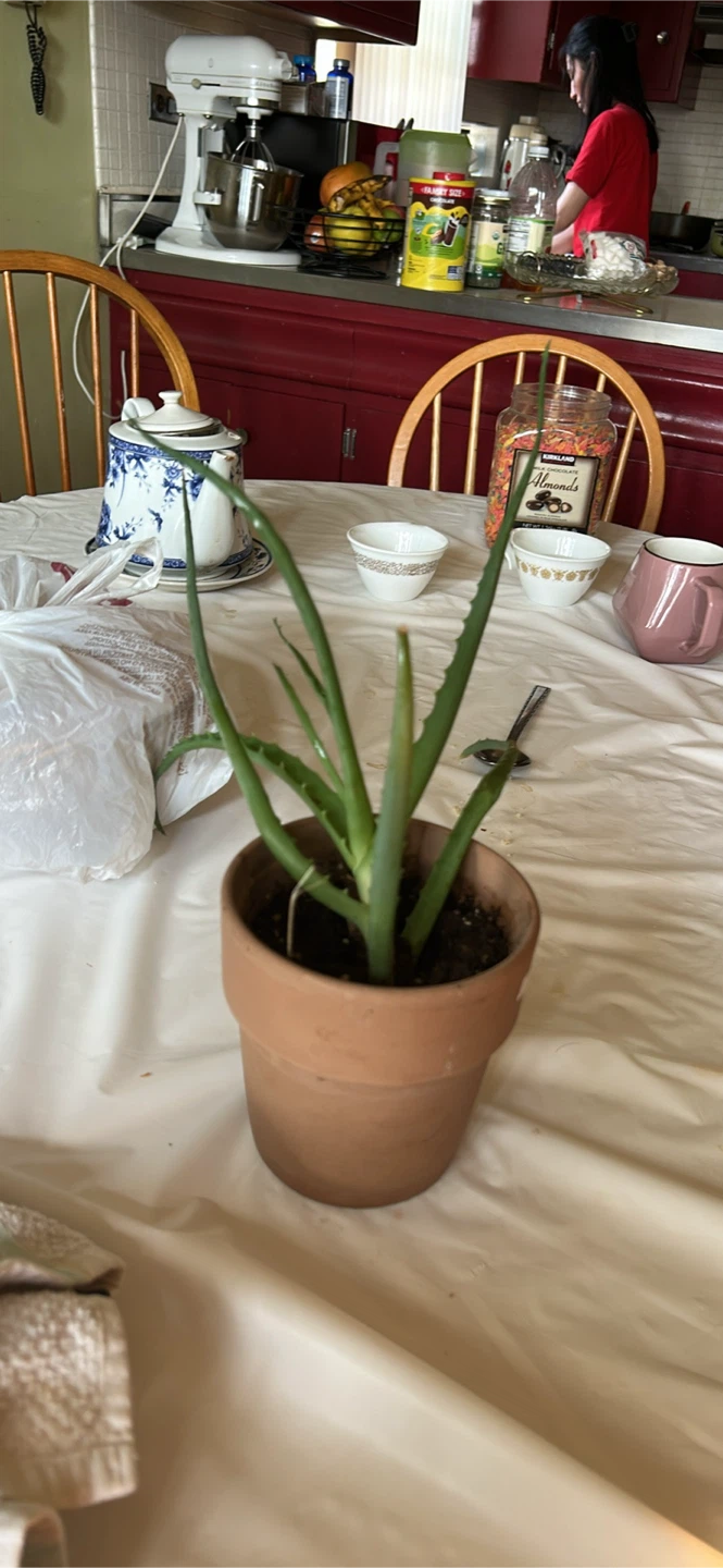 Aloe Vera Plant in Terra Cotta Pot