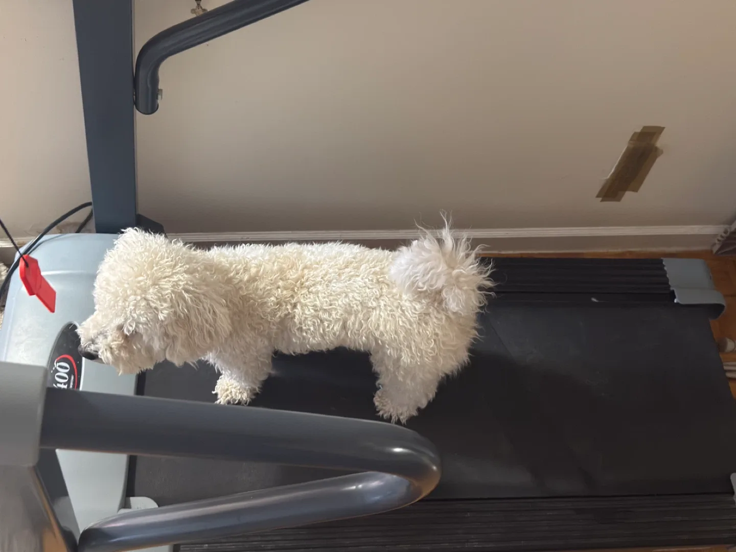 Moving! Need gone! TX400 Treadmill image indicator(2)