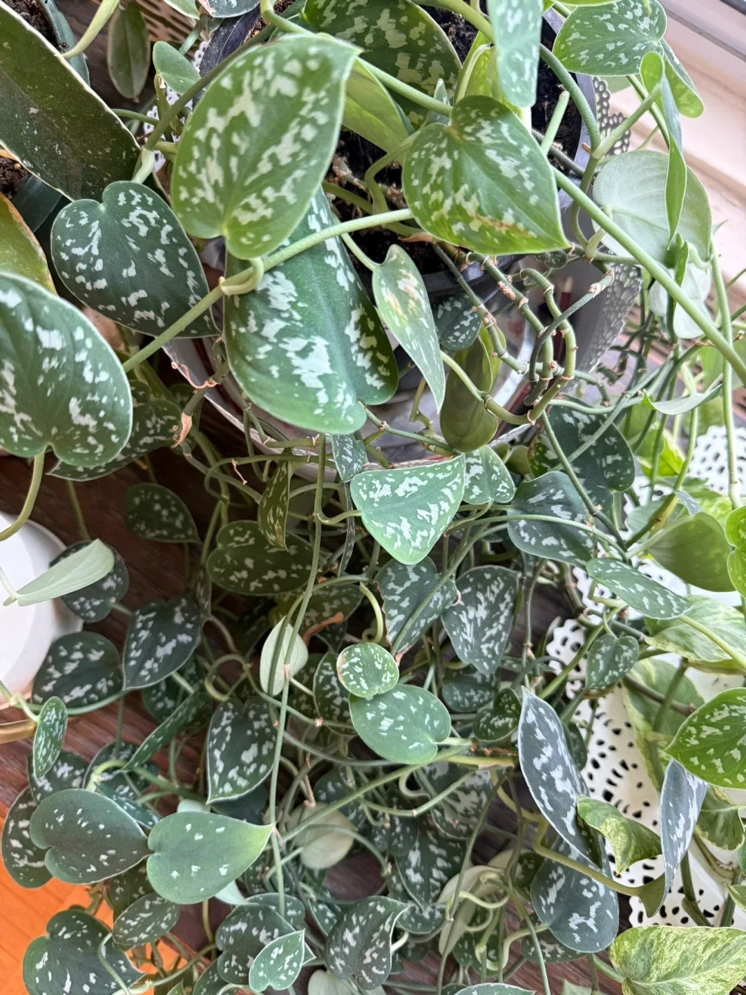 Scindapsus Argyraeus image indicator(2)