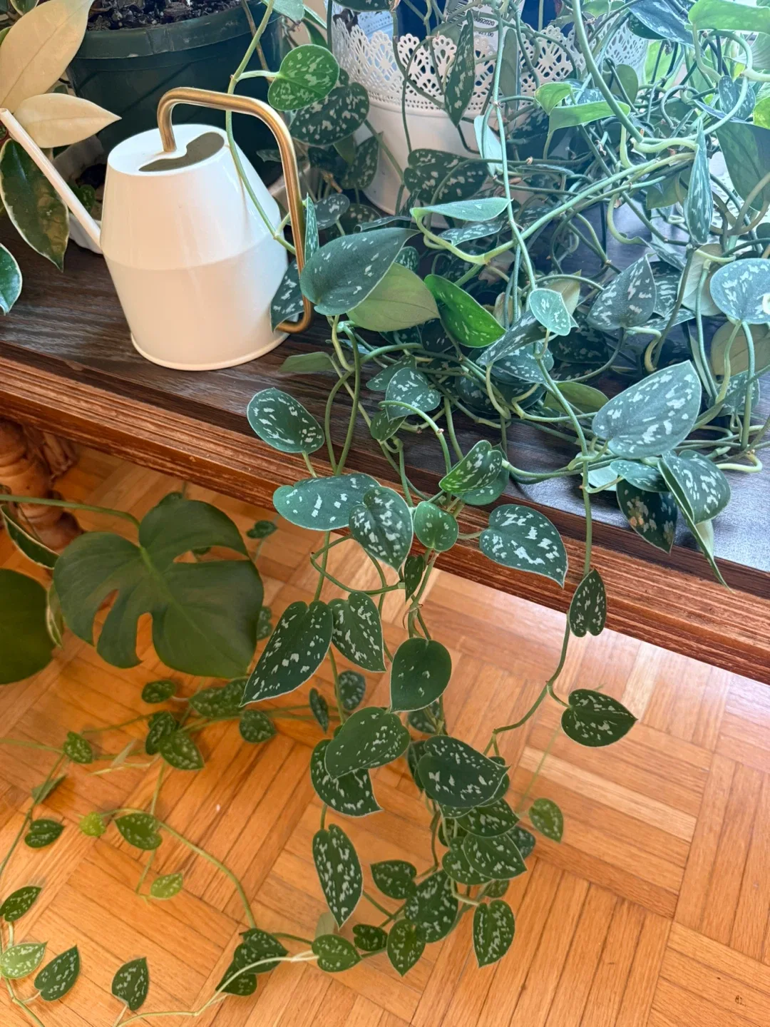 Scindapsus Argyraeus