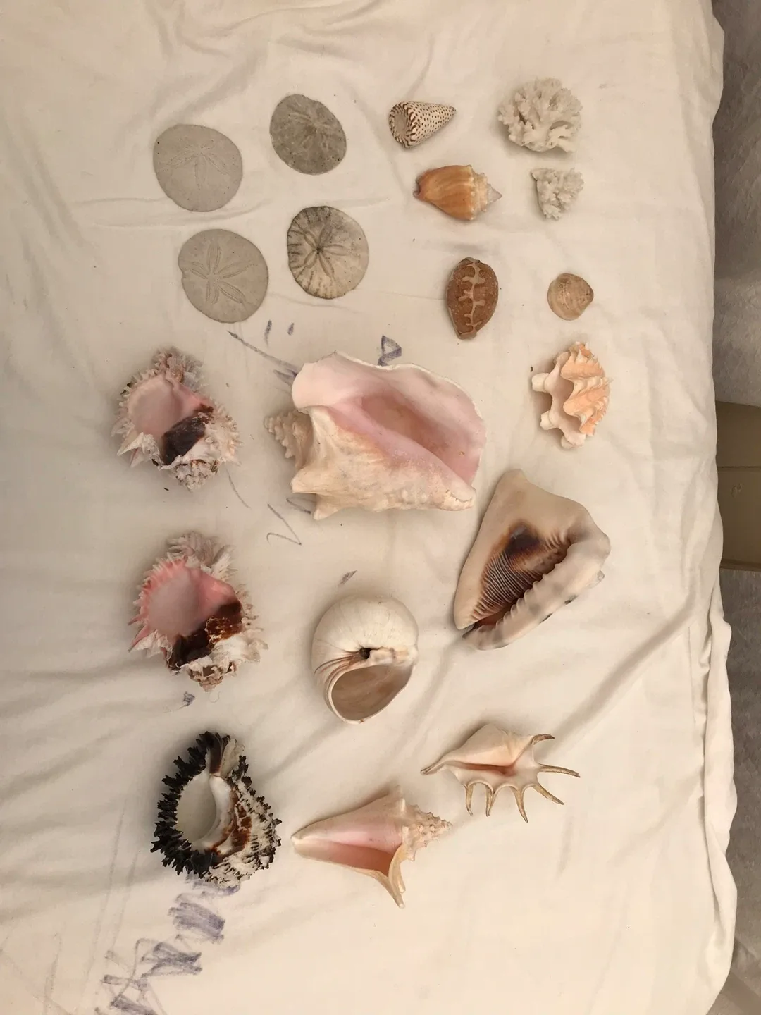 Collection of conches image indicator(2)