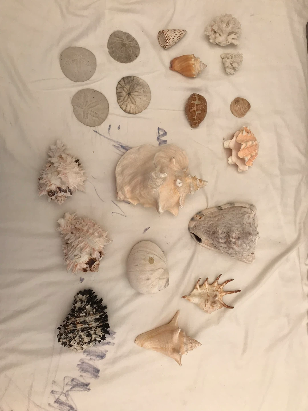 Collection of conches