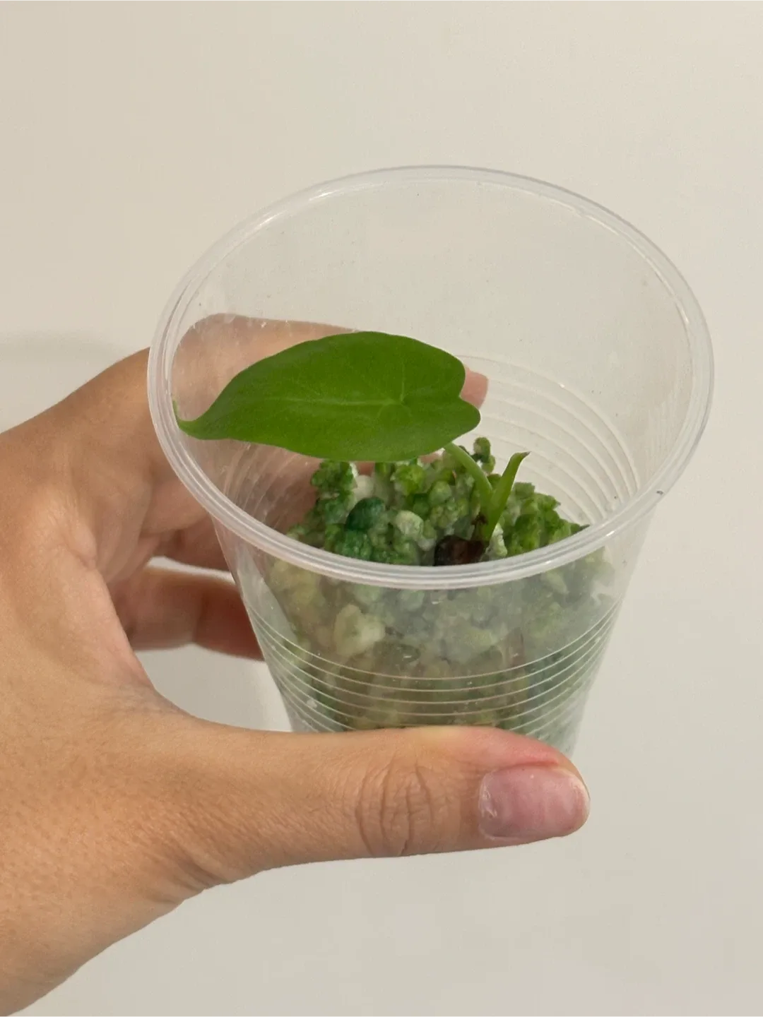 Alocasia Gaganea Aurea CORM image indicator(2)