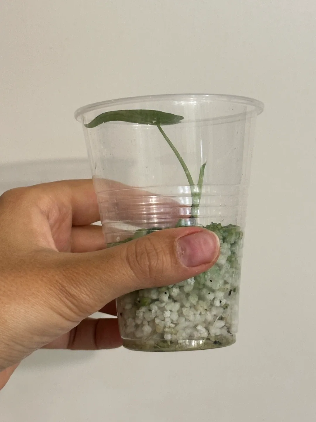 Alocasia Gaganea Aurea CORM image indicator(3)