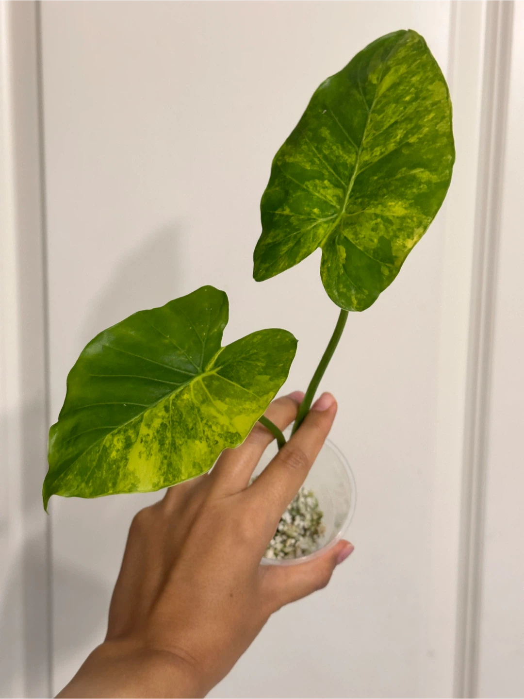 Alocasia Gaganea Aurea CORM