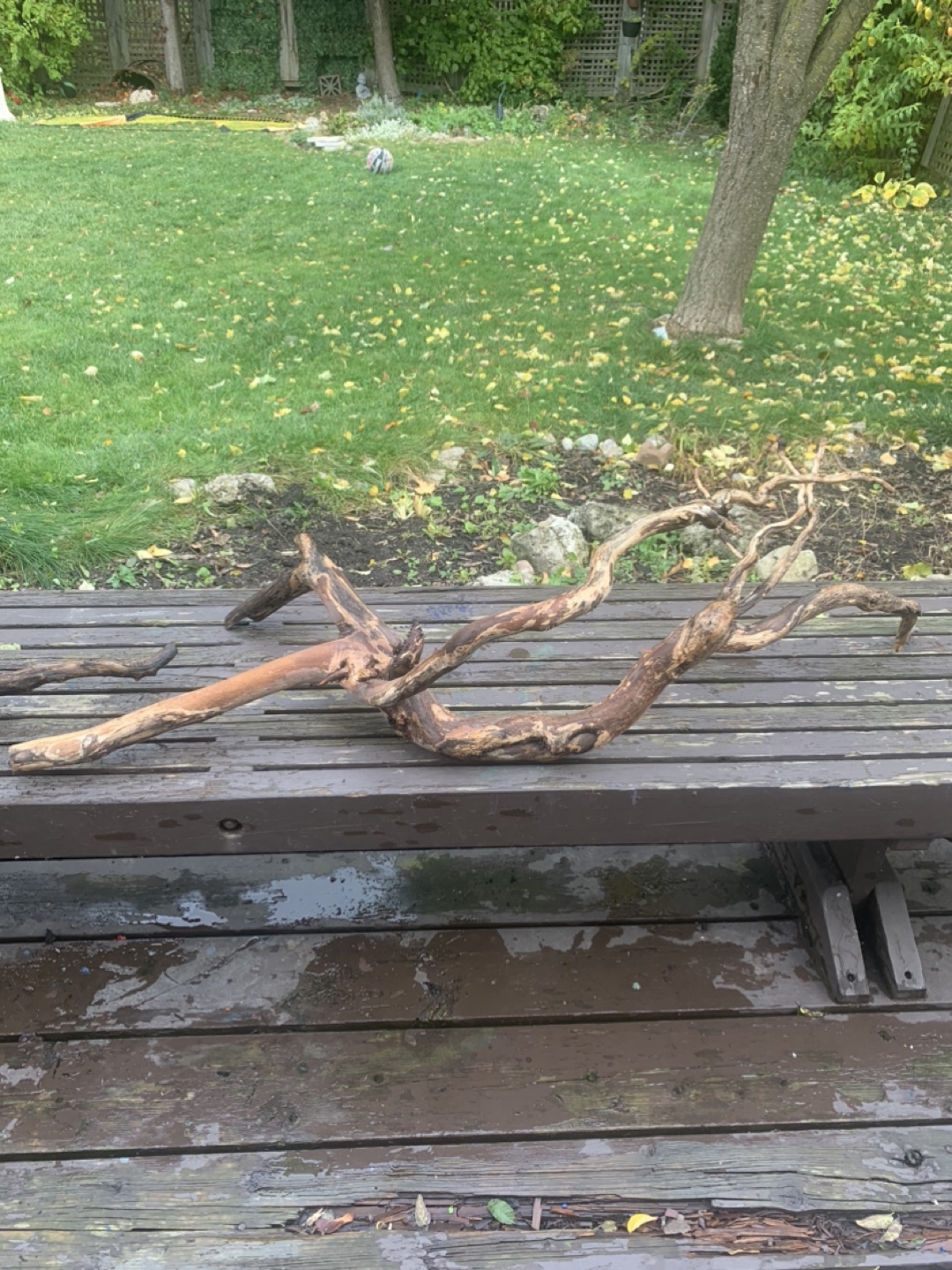 Driftwood for Aquarium or Decoration - photo 4
