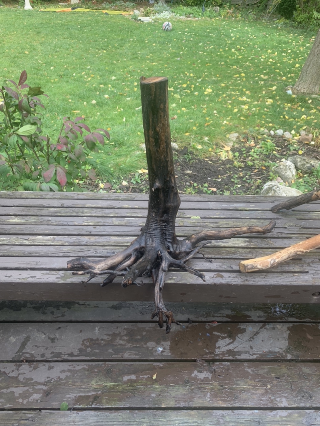 Driftwood for Aquarium or Decoration - photo 3
