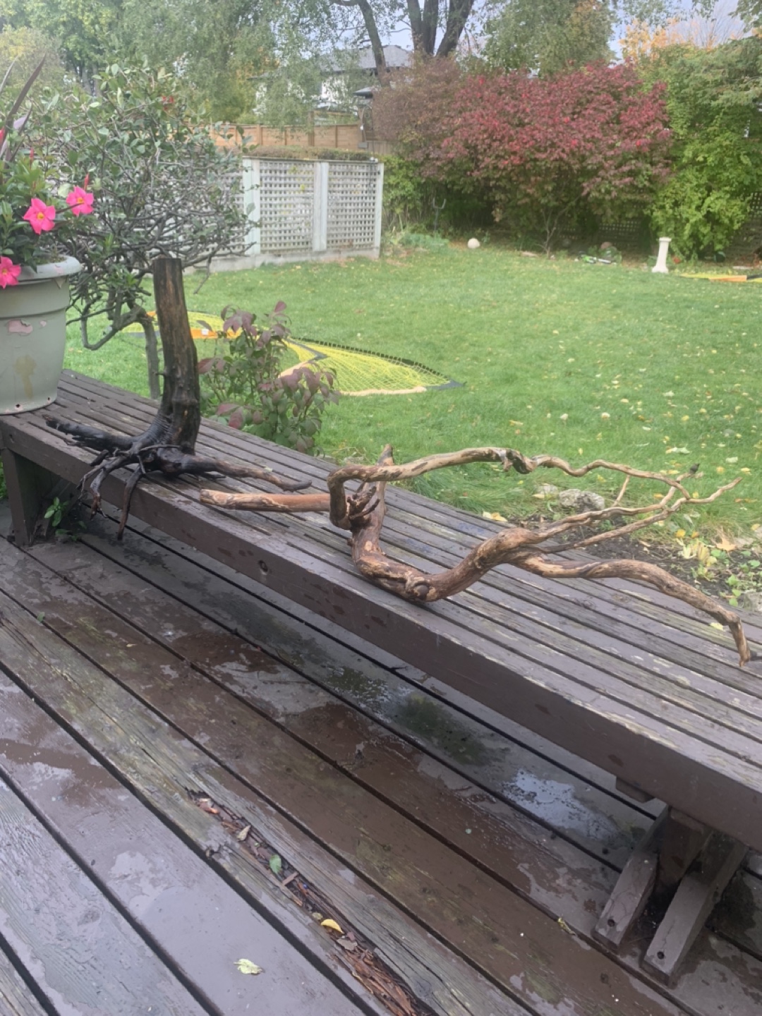Driftwood for Aquarium or Decoration