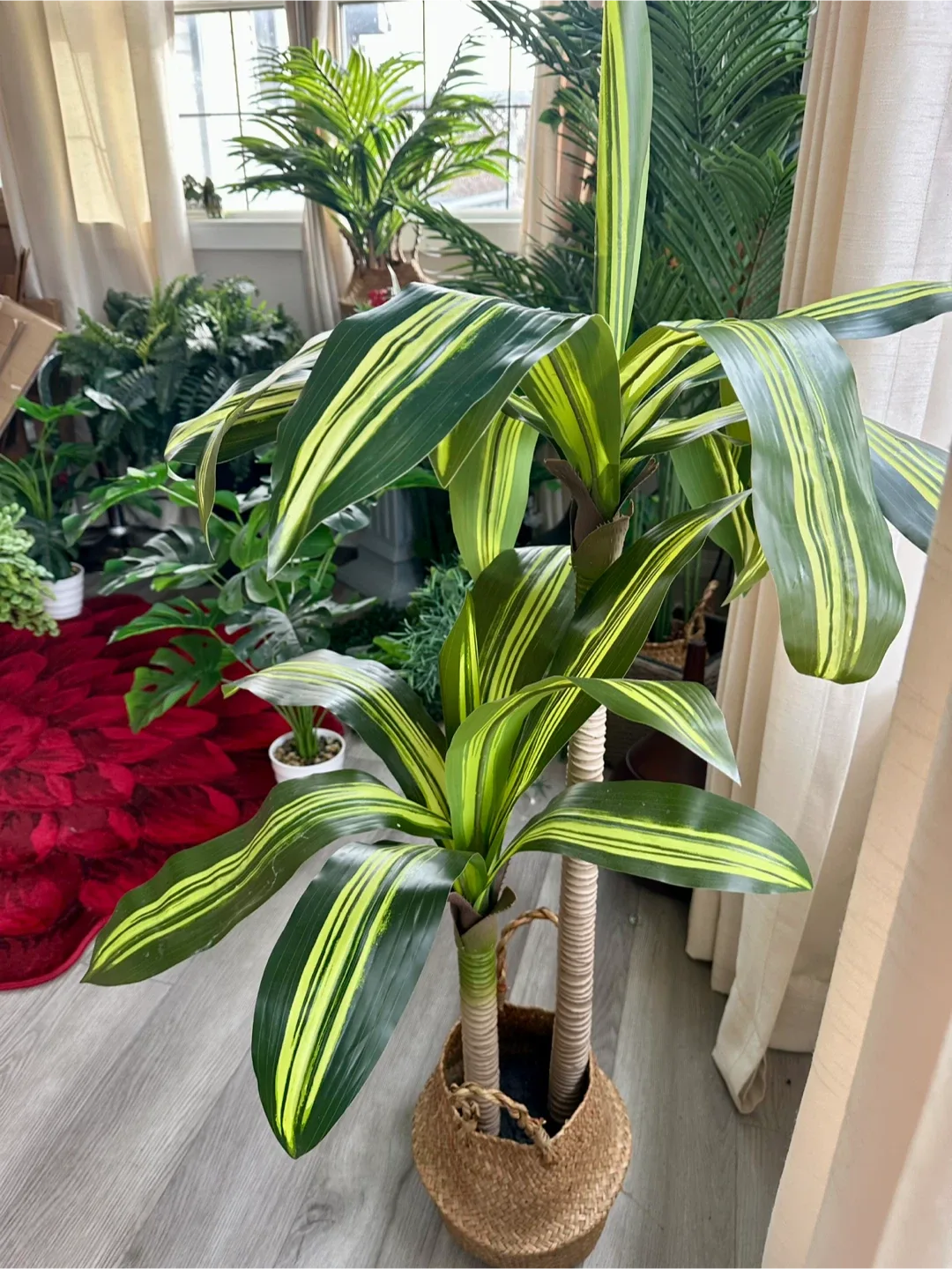 Dracaena Fragrans plant image indicator(3)