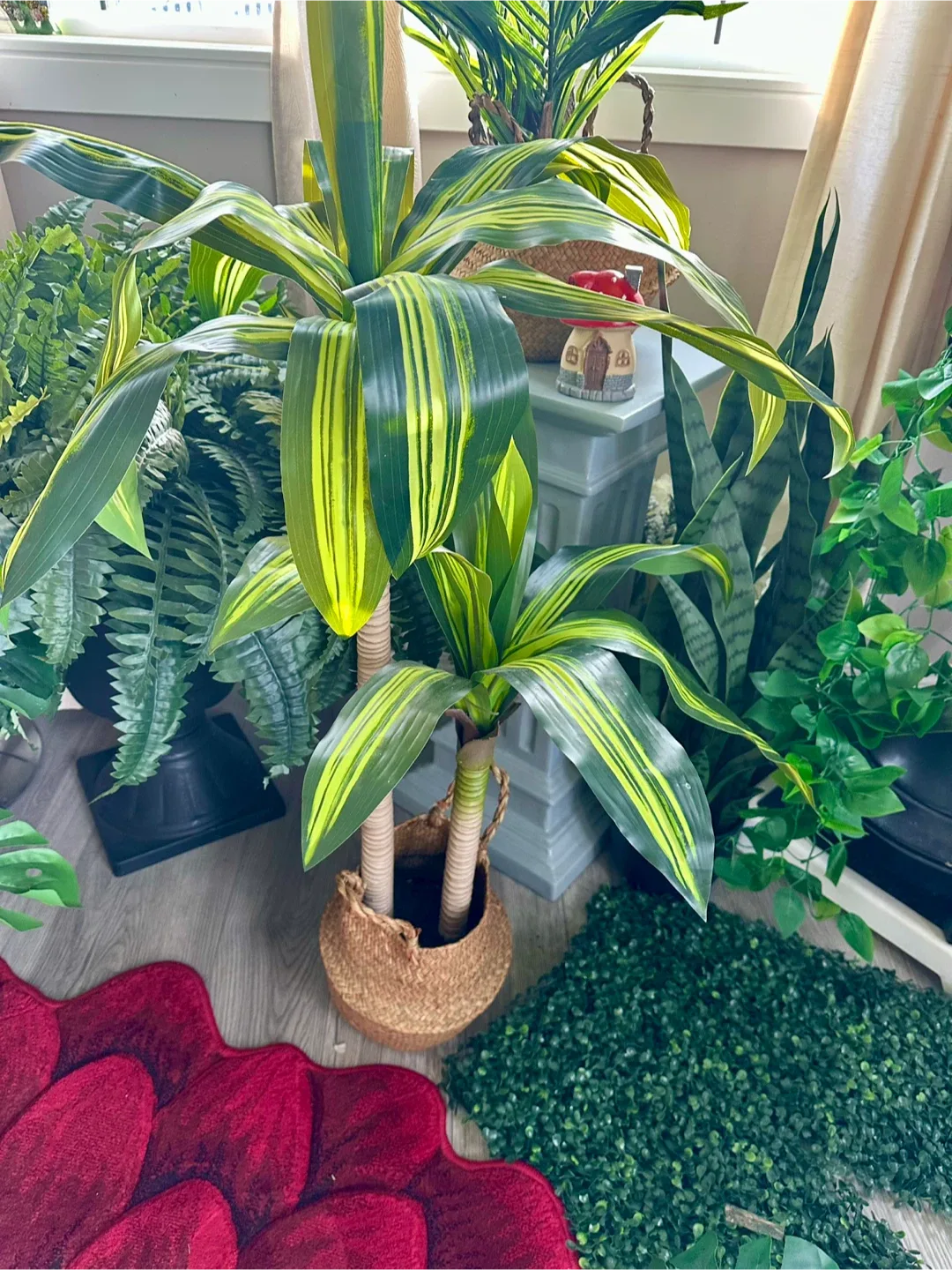 Dracaena Fragrans plant image indicator(2)