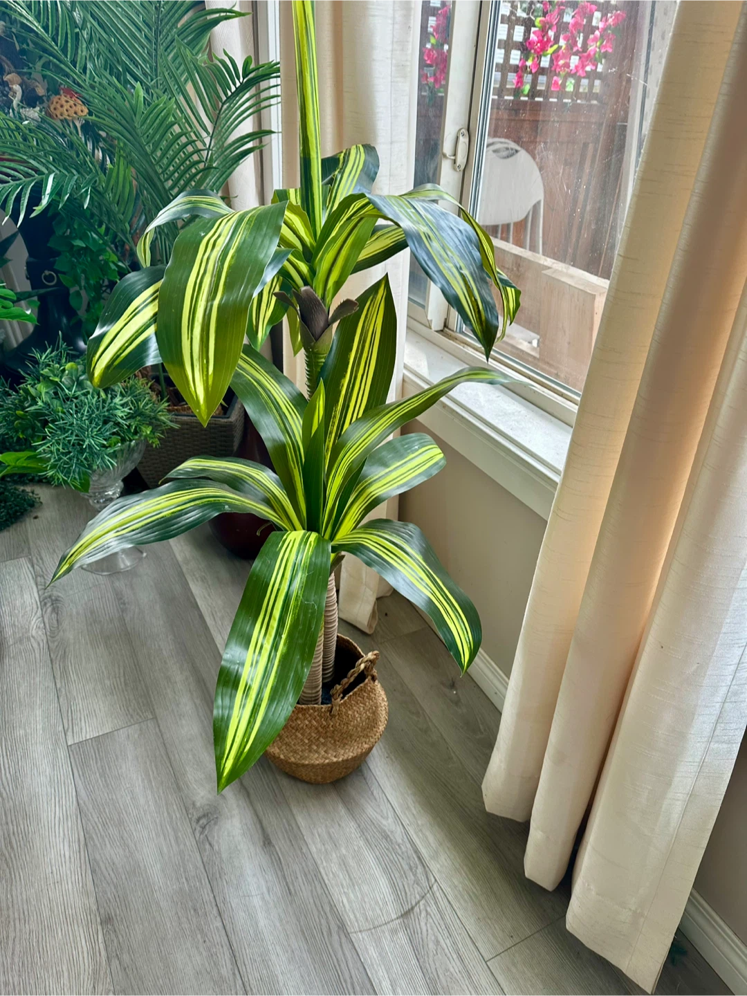 Dracaena Fragrans plant