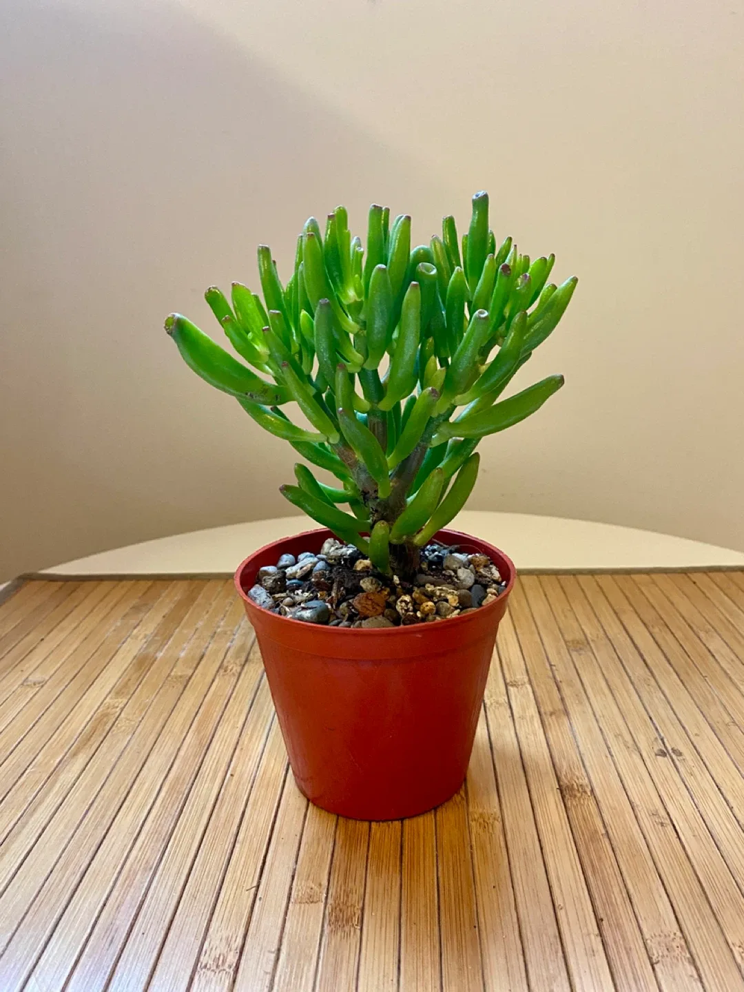 Plant duo - Gollum Jade and Regular Jade image indicator(2)
