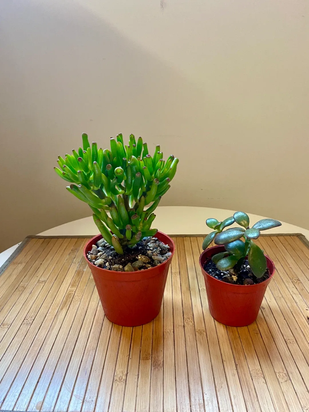 Plant duo - Gollum Jade and Regular Jade