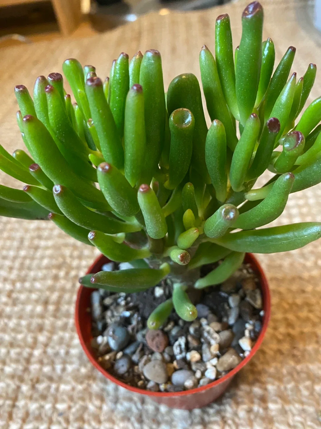 Plant duo - Gollum Jade and Regular Jade image indicator(3)