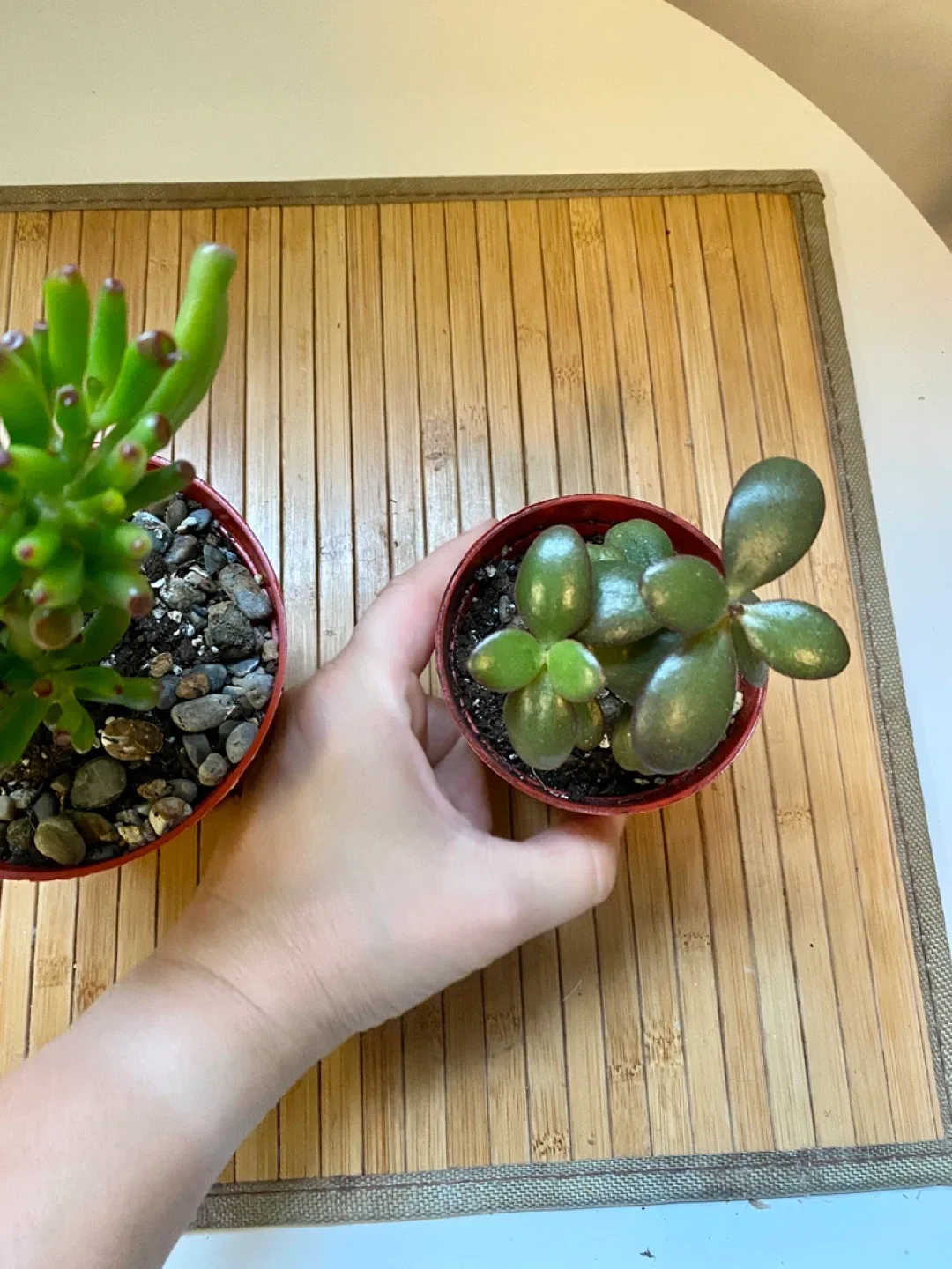 Plant duo - Gollum Jade and Regular Jade image indicator(5)