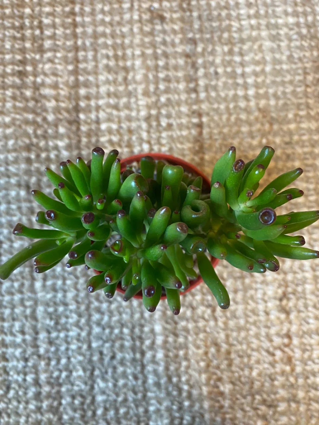 Plant duo - Gollum Jade and Regular Jade image indicator(4)