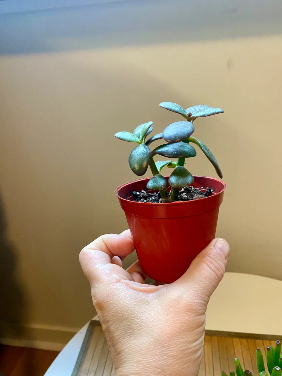 Plant duo - Gollum Jade and Regular Jade image indicator(6)