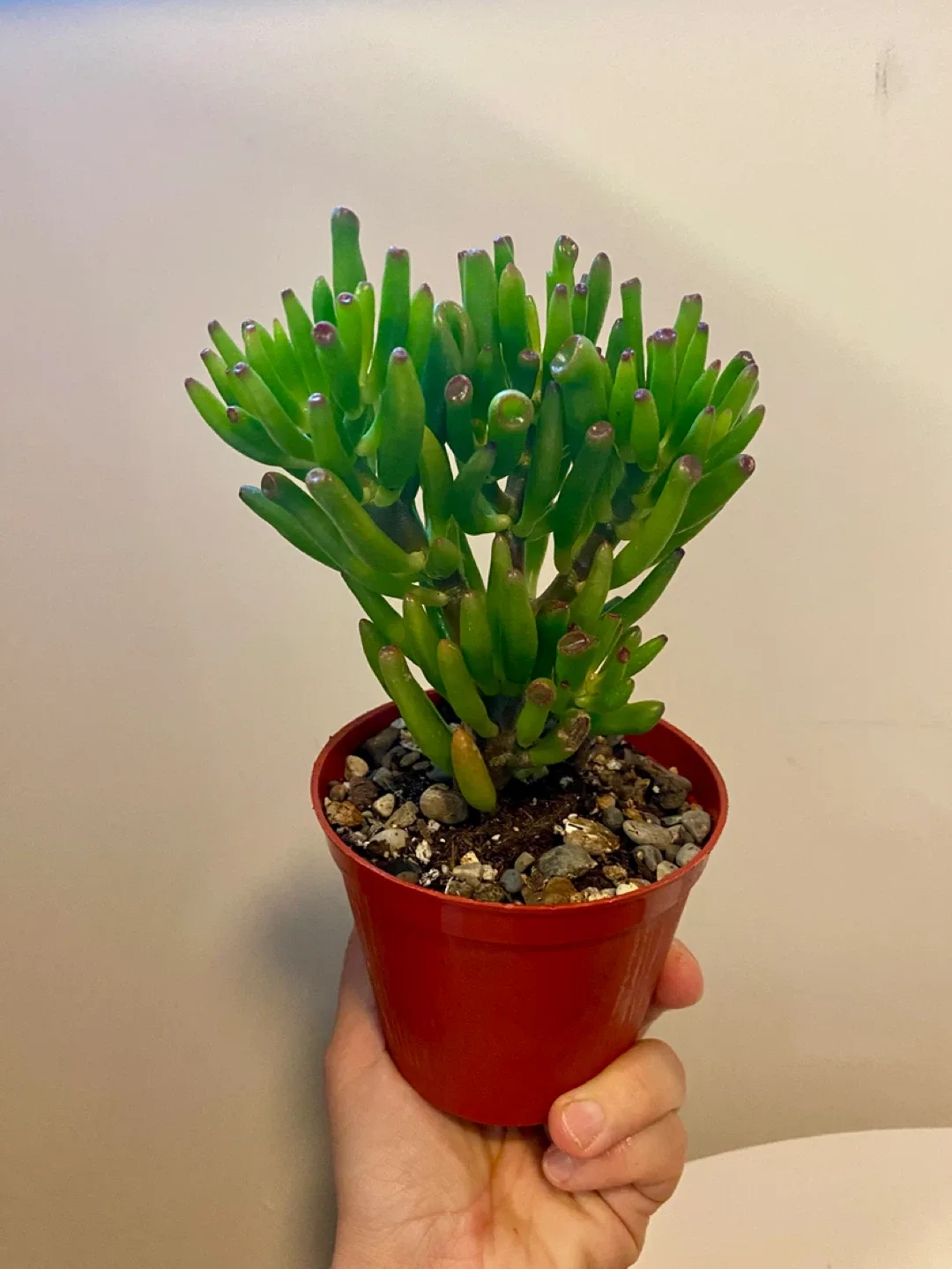 Plant duo - Gollum Jade and Regular Jade image indicator(7)