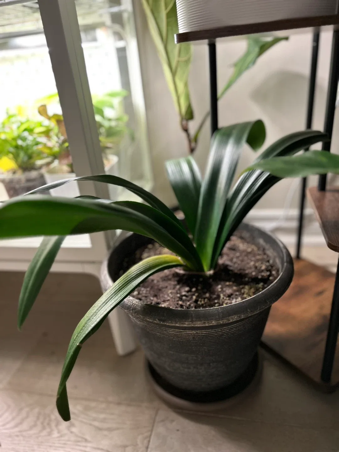 Clivia image indicator(2)