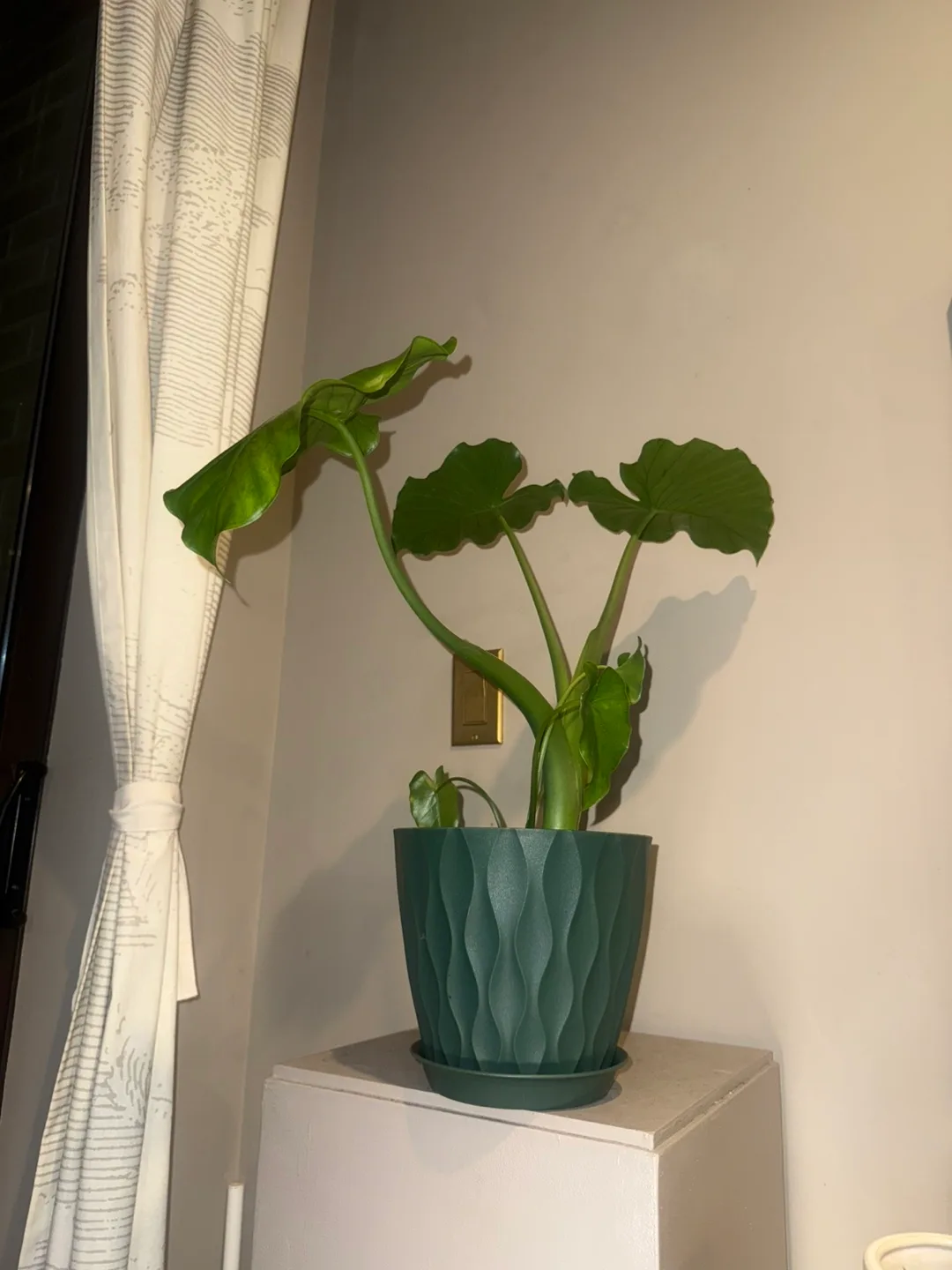 Alocasia Elephant Ear Plant in Green Pot image indicator(5)