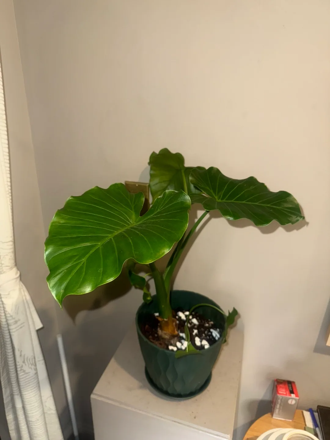 Alocasia Elephant Ear Plant in Green Pot image indicator(4)