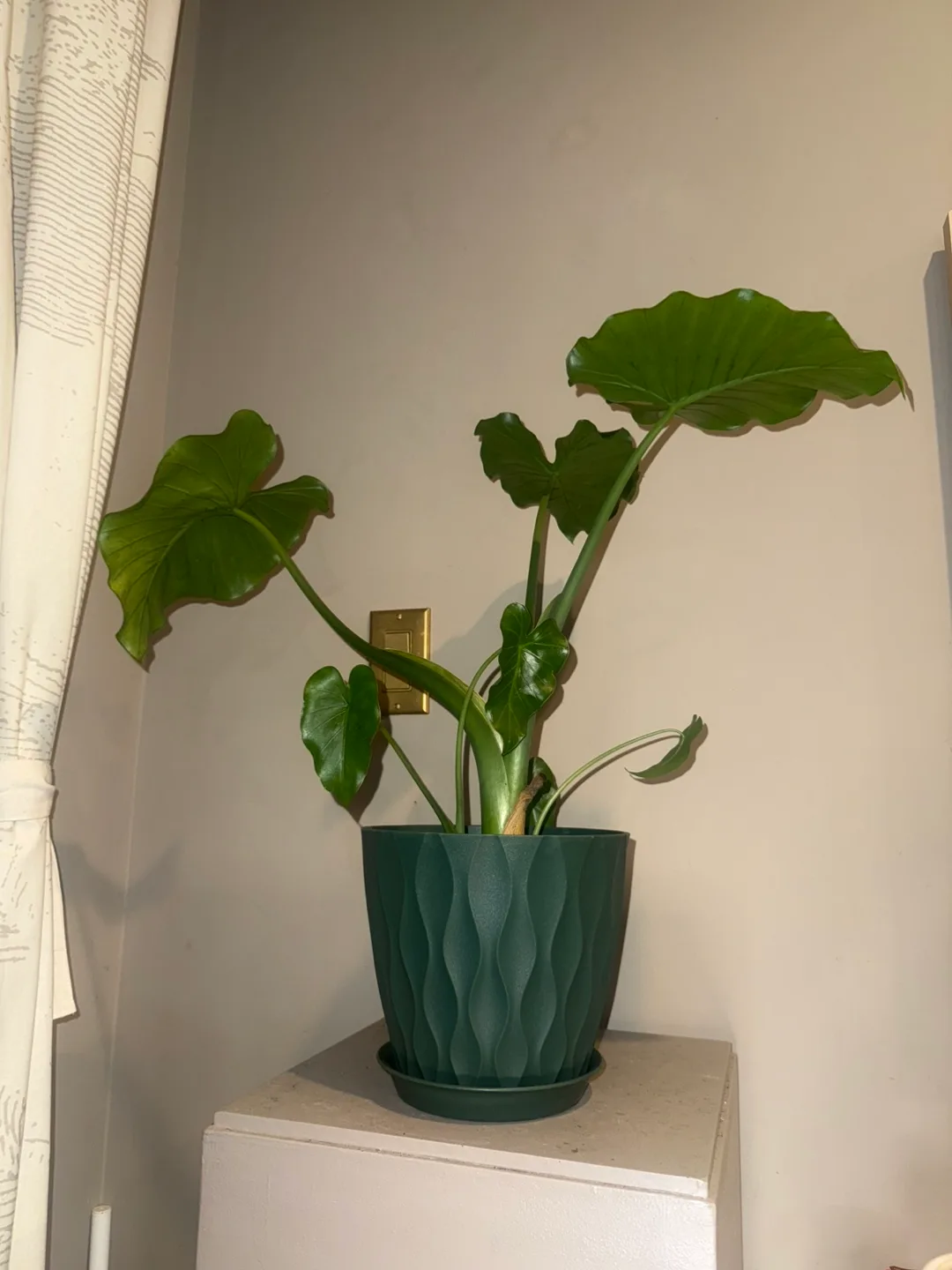 Alocasia Elephant Ear Plant in Green Pot image indicator(3)