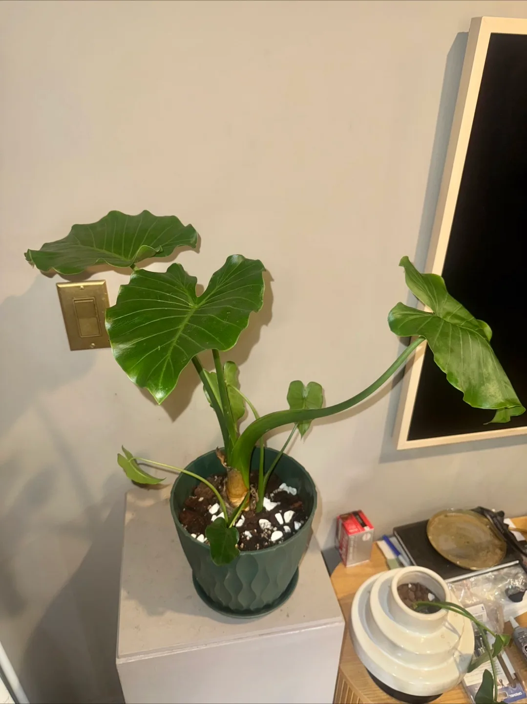 Alocasia Elephant Ear Plant in Green Pot image indicator(2)