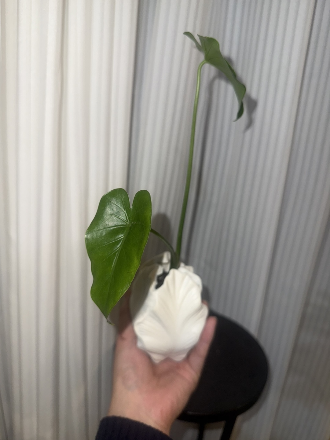 Baby alocasia elephant ear plant in White Shell Vase - photo 3