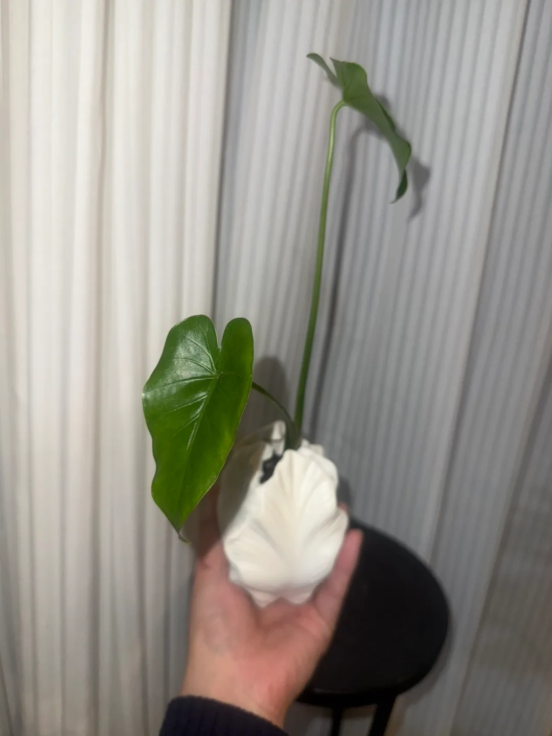 Baby alocasia elephant ear plant in White Shell Vase image indicator(3)
