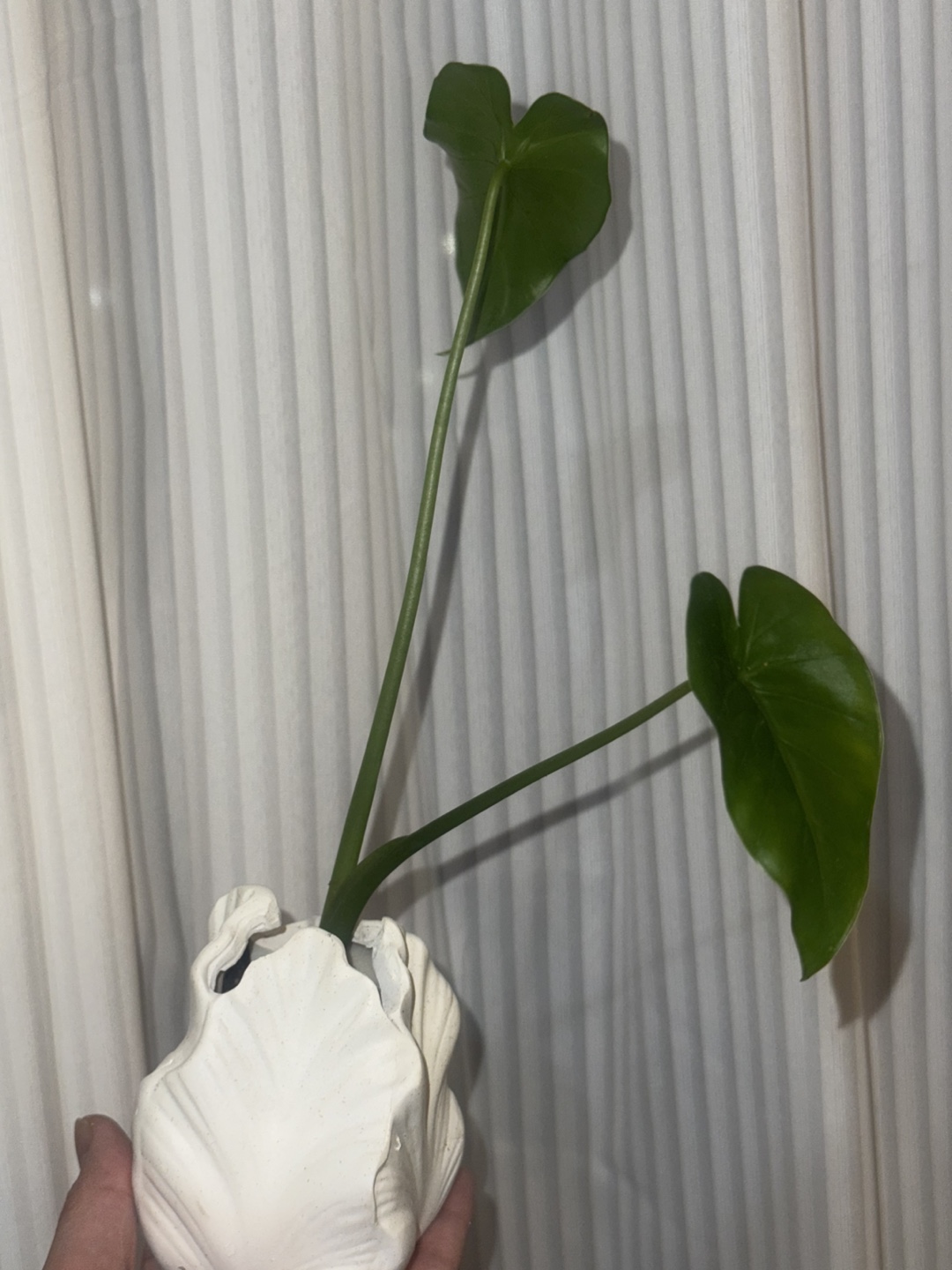 Baby alocasia elephant ear plant in White Shell Vase - photo 4