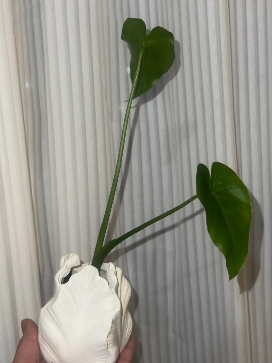 Baby alocasia elephant ear plant in White Shell Vase image indicator(4)