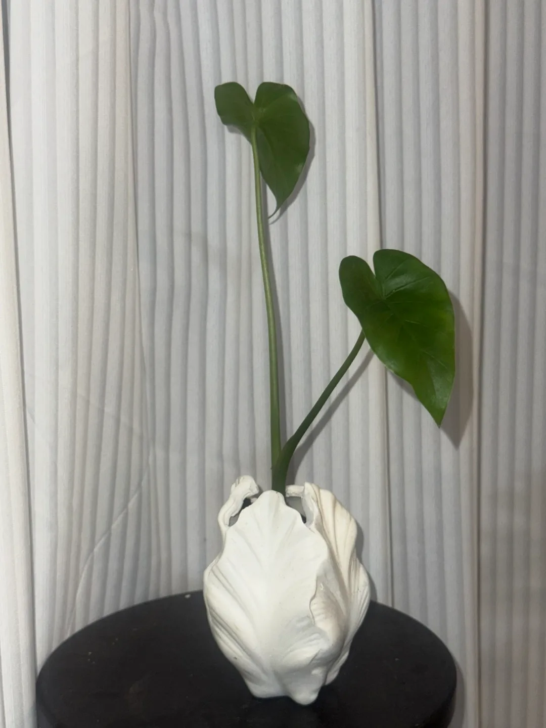 Baby alocasia elephant ear plant in White Shell Vase image indicator(2)