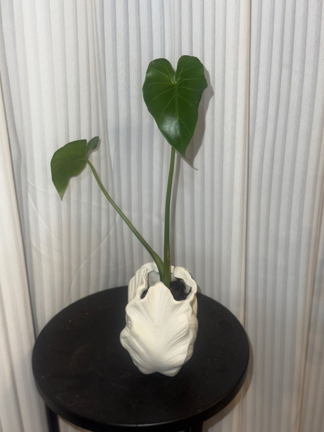 Baby alocasia elephant ear plant in White Shell Vase