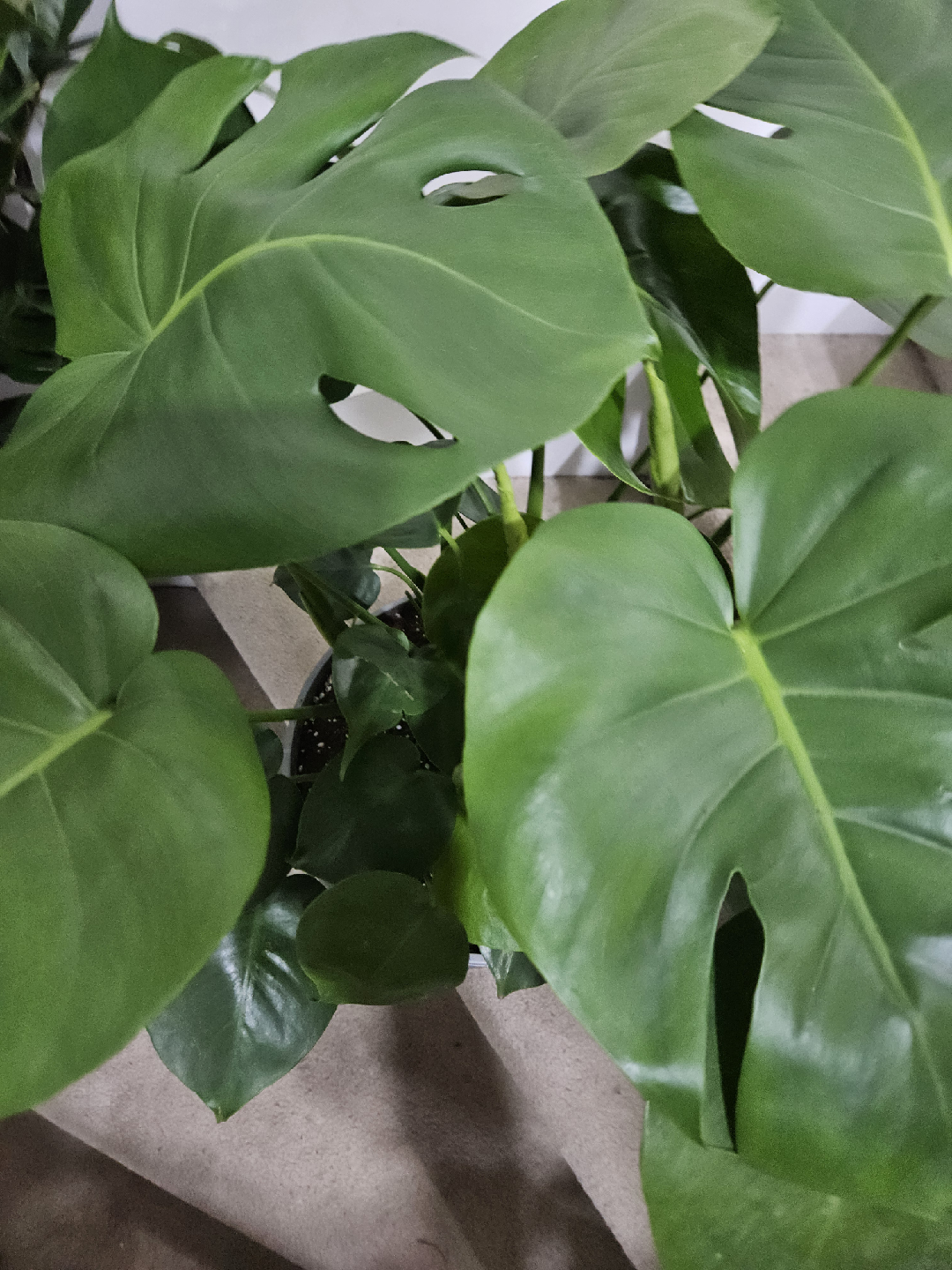 monstera 🥕 - photo 5