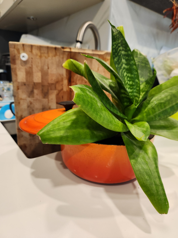 Le Creuset orange stock pot planter with snake plant - photo 2