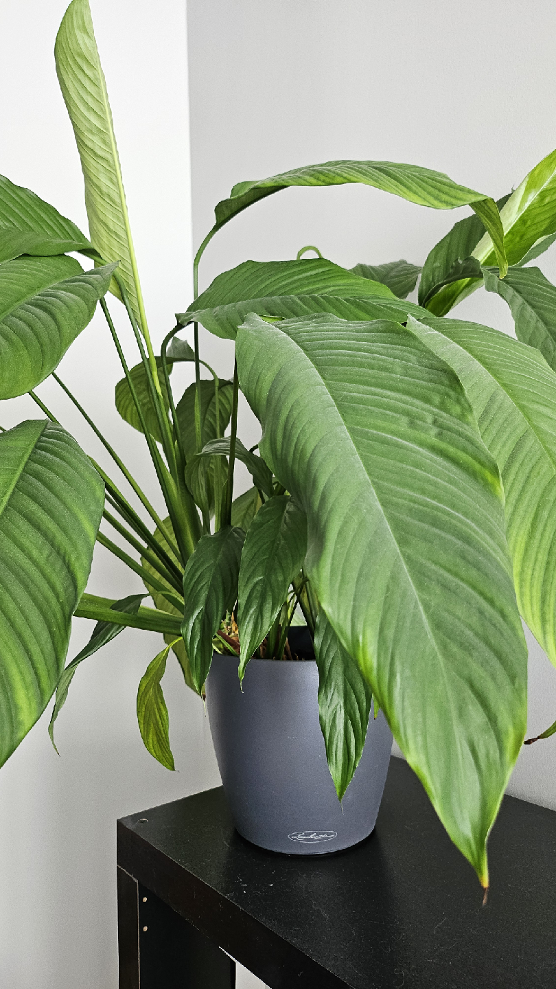Peace Lily in Lechuza Planter - photo 4