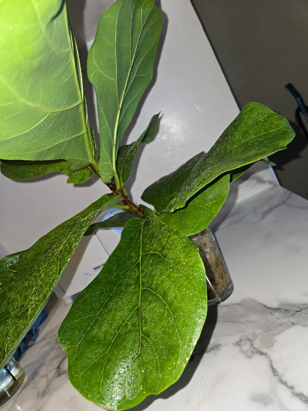 Fiddle Leaf Fig , MED. UNROOTED✨️IN MOSS🌿 image indicator(4)