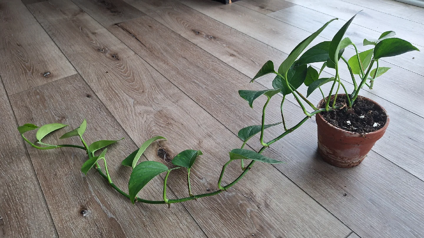 Pothos Plant image indicator(2)