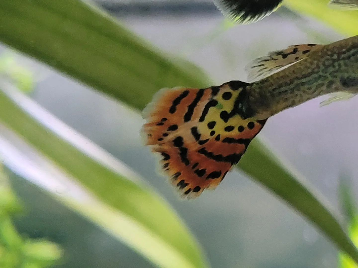 guppys and guppy fry or plants image indicator(3)