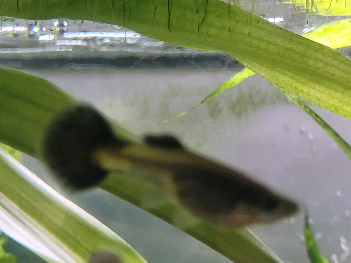 guppys and guppy fry or plants image indicator(4)