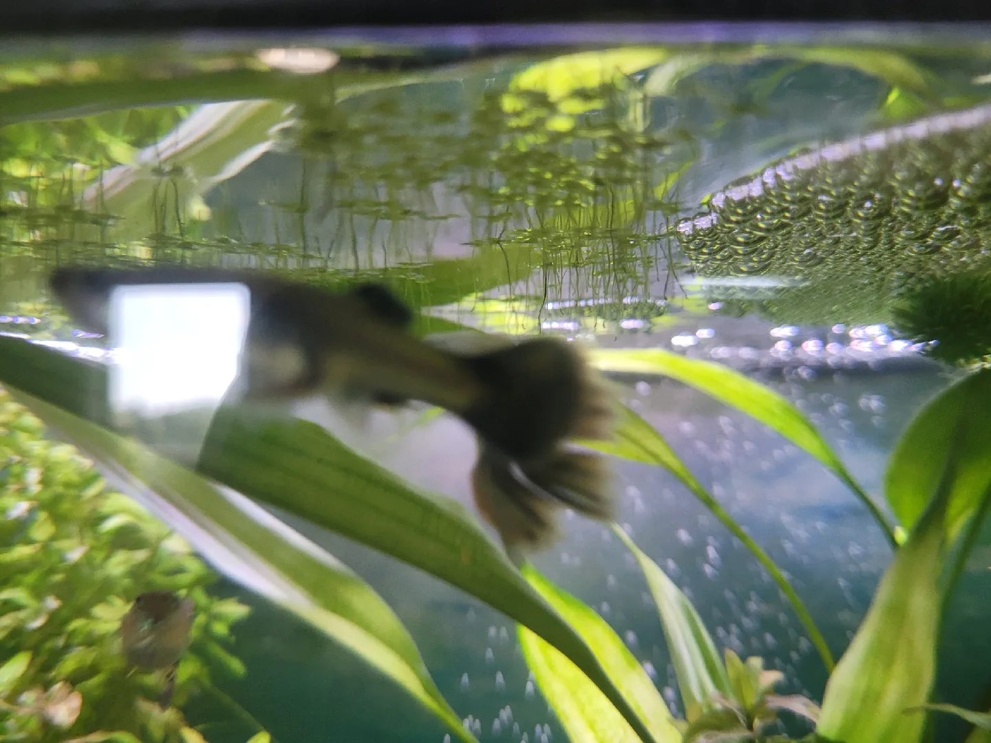 guppys and guppy fry or plants image indicator(5)