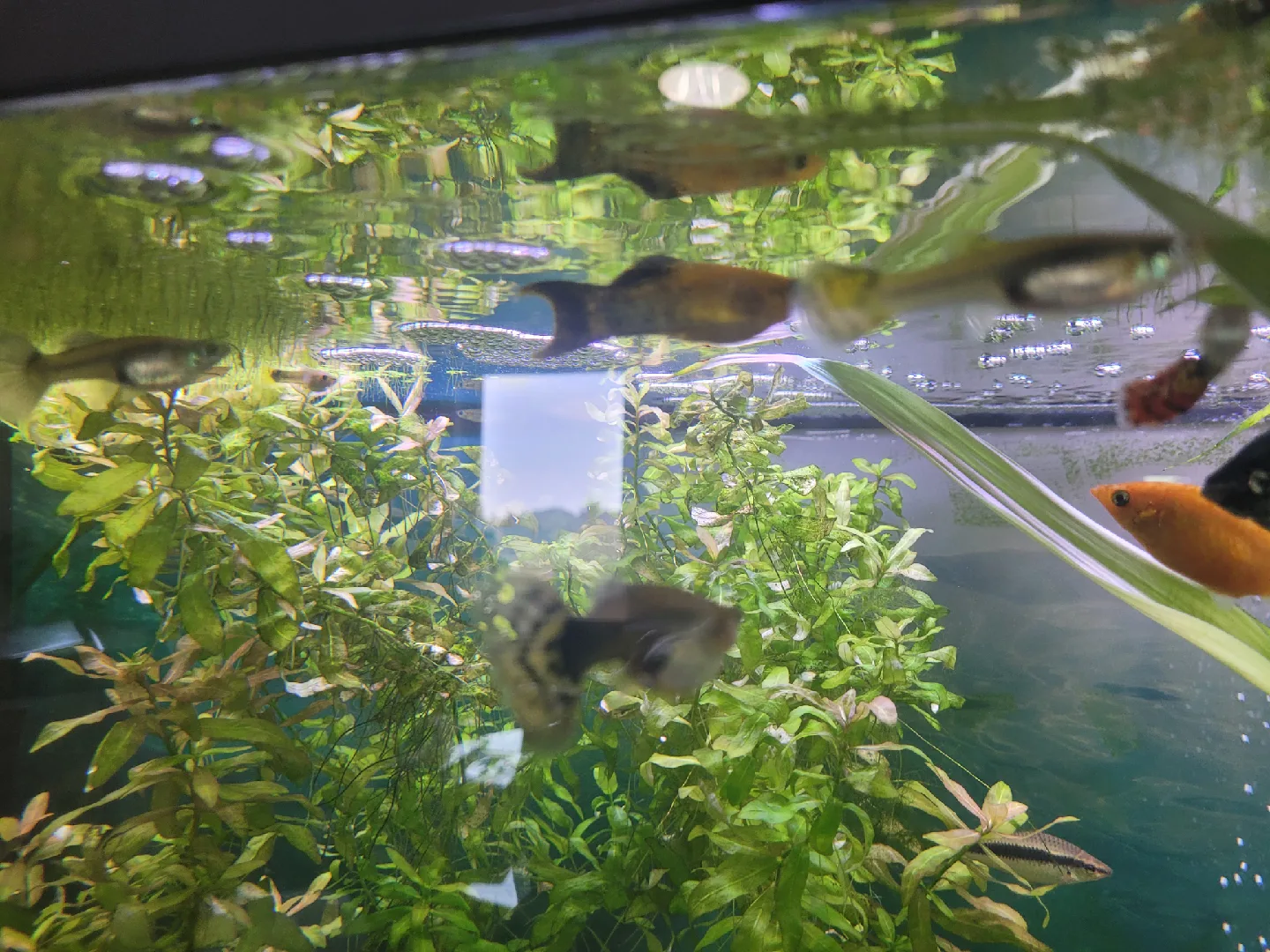 guppys and guppy fry or plants image indicator(6)