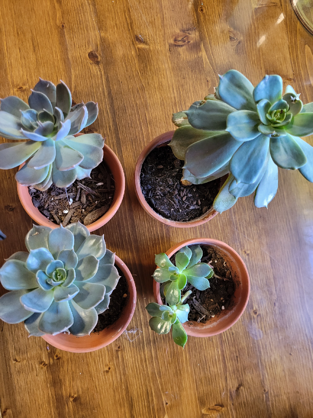 Four Succulent Plants in Terra Cotta Pots