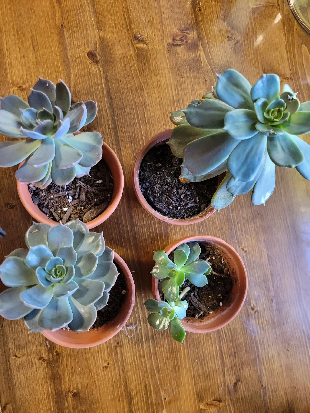 Four Succulent Plants in Terra Cotta Pots thumbnail