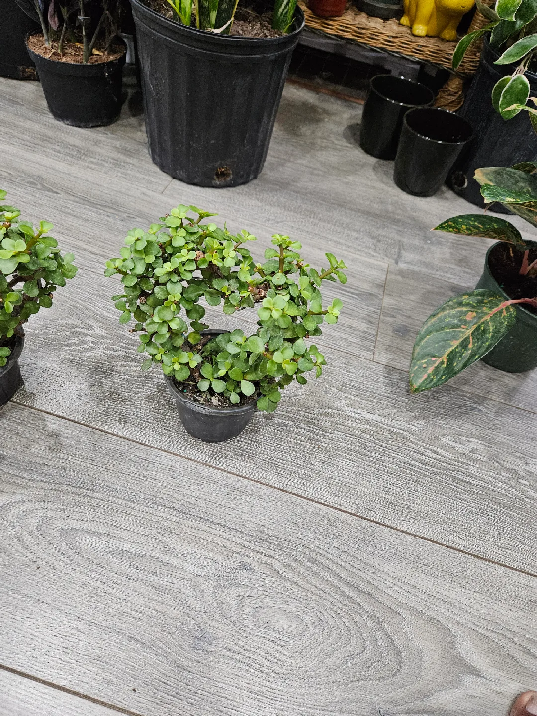 Small Potted Jade Plant in heart shape 🥕 image indicator(5)