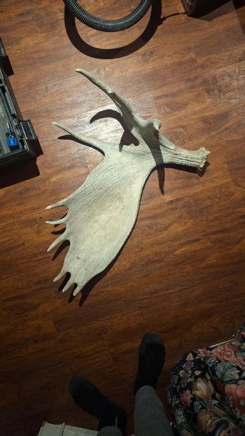 Moose Antler image indicator(2)