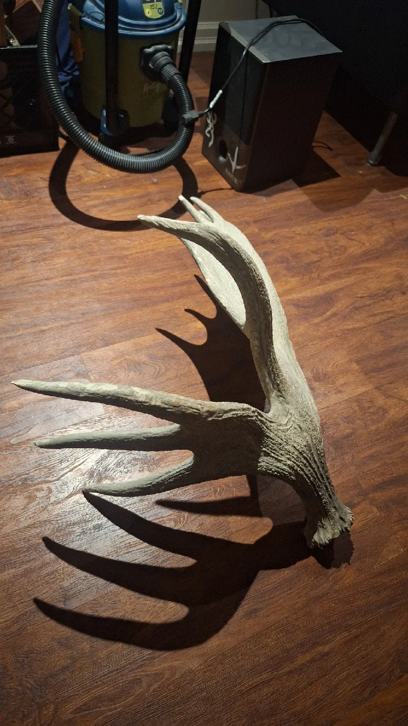 Moose Antler image indicator(4)