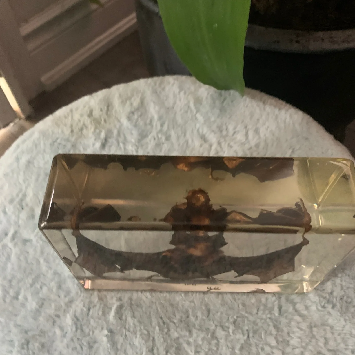 Bat Specimen in Lucite image indicator(7)