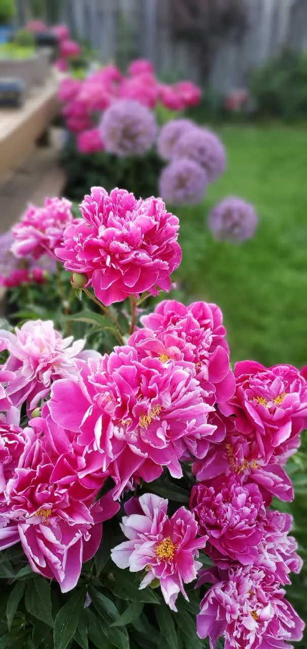 Peony image indicator(2)